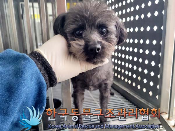 한국동물구조관리협회_441382202400214